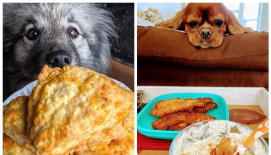 20 animales a los que simplemente no se les puede negar comida 20 animales a los que simplemente no se les puede negar comida