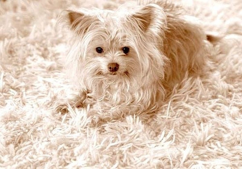 20 animales que se disfrazan de dioses