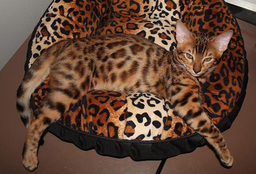 20 animals that disguise themselves as gods