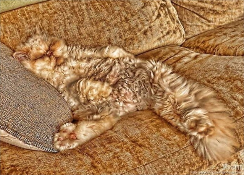 20 animals that disguise themselves as gods