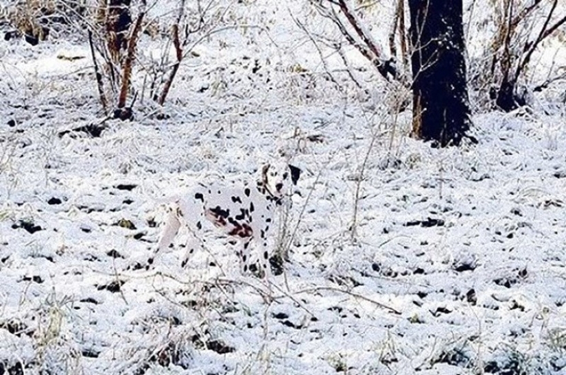 20 animals that disguise themselves as gods 20 animals that disguise themselves as gods