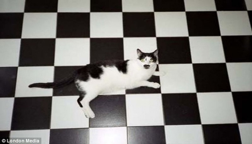 20 animals that disguise themselves as gods