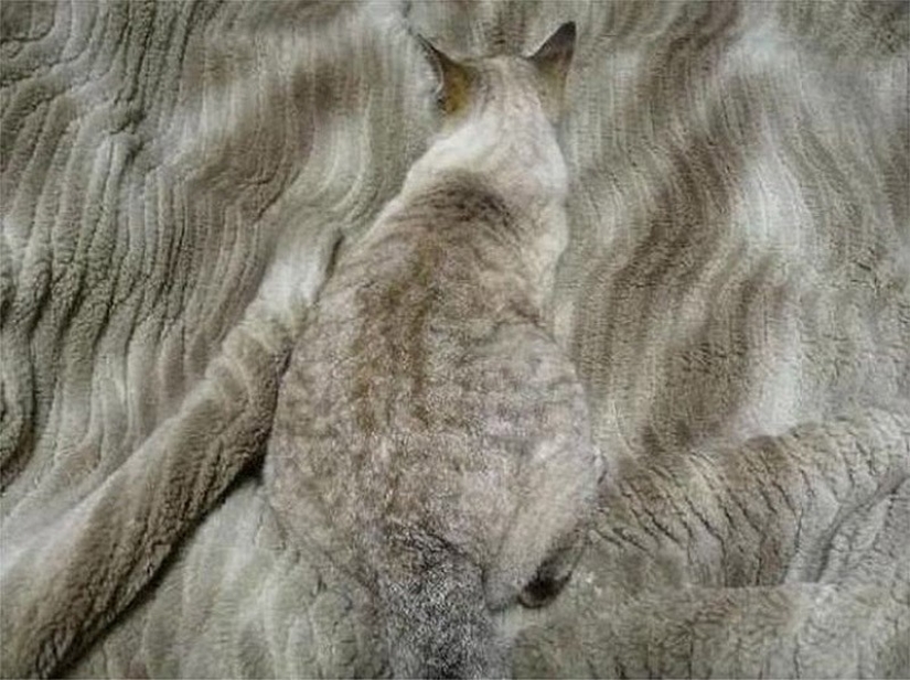 20 animals that disguise themselves as gods