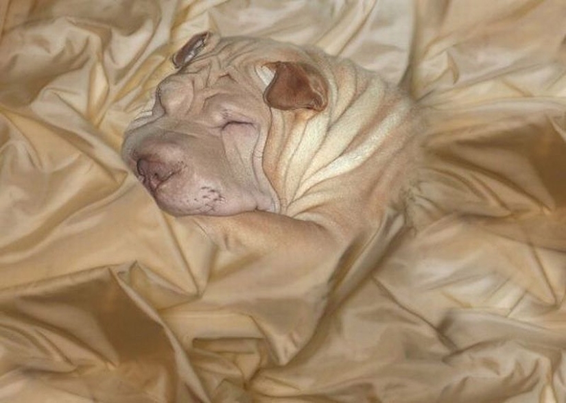 20 animals that disguise themselves as gods