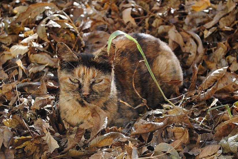 20 animals that disguise themselves as gods