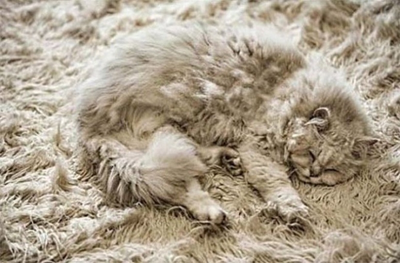 20 animals that disguise themselves as gods