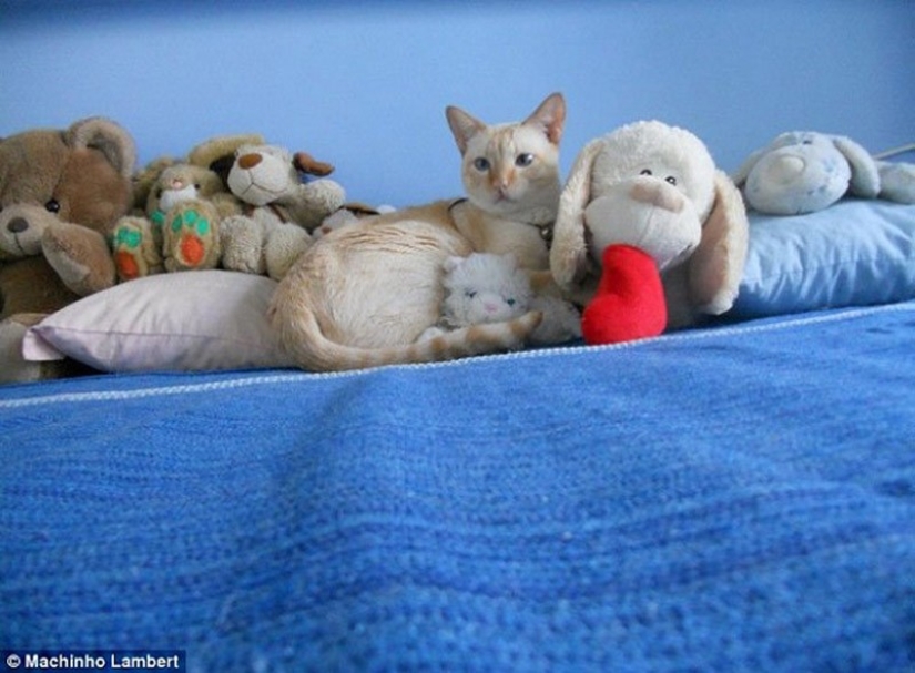 20 animals that disguise themselves as gods