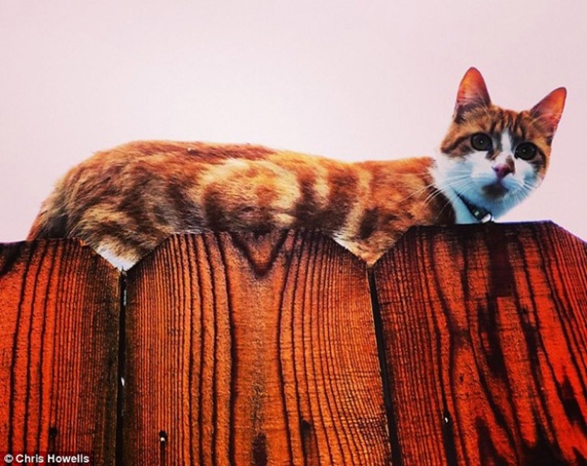 20 animals that disguise themselves as gods