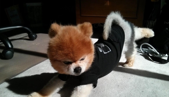 20 animals that do yoga better than you 20 animals that do yoga better than you