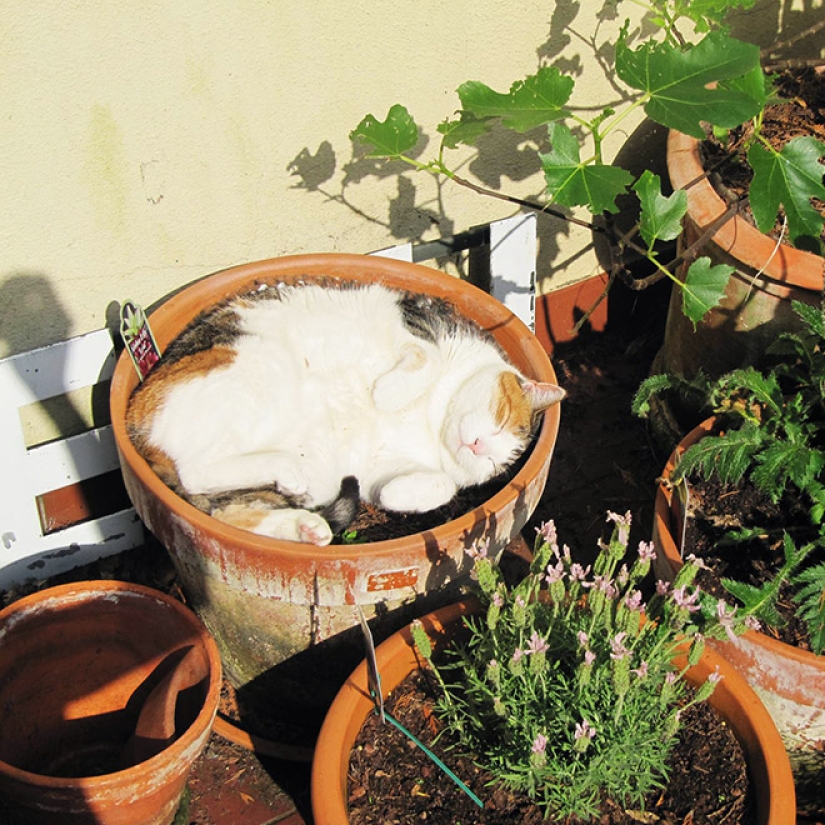 20 cat plants that require petting and eating 20 cat plants that require petting and eating