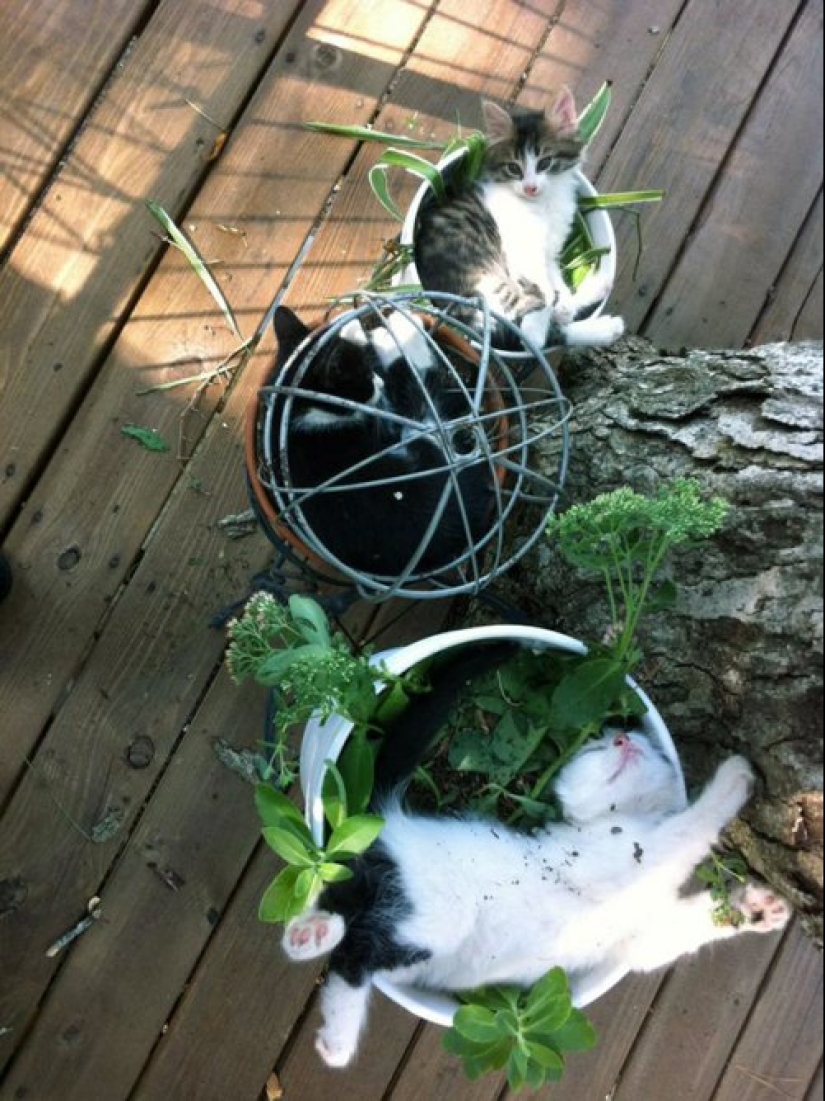 20 cat plants that require petting and eating 20 cat plants that require petting and eating