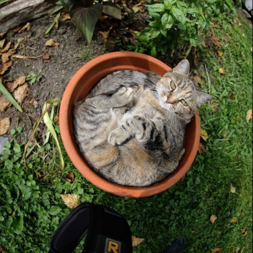 20 cat plants that require petting and eating 20 cat plants that require petting and eating