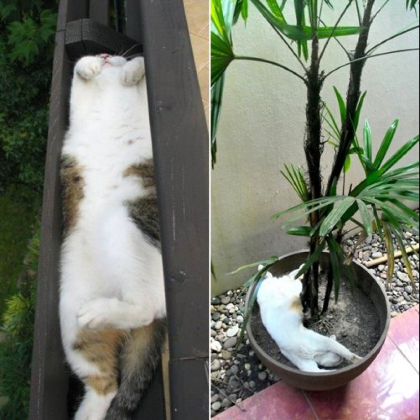 20 cat plants that require petting and eating 20 cat plants that require petting and eating