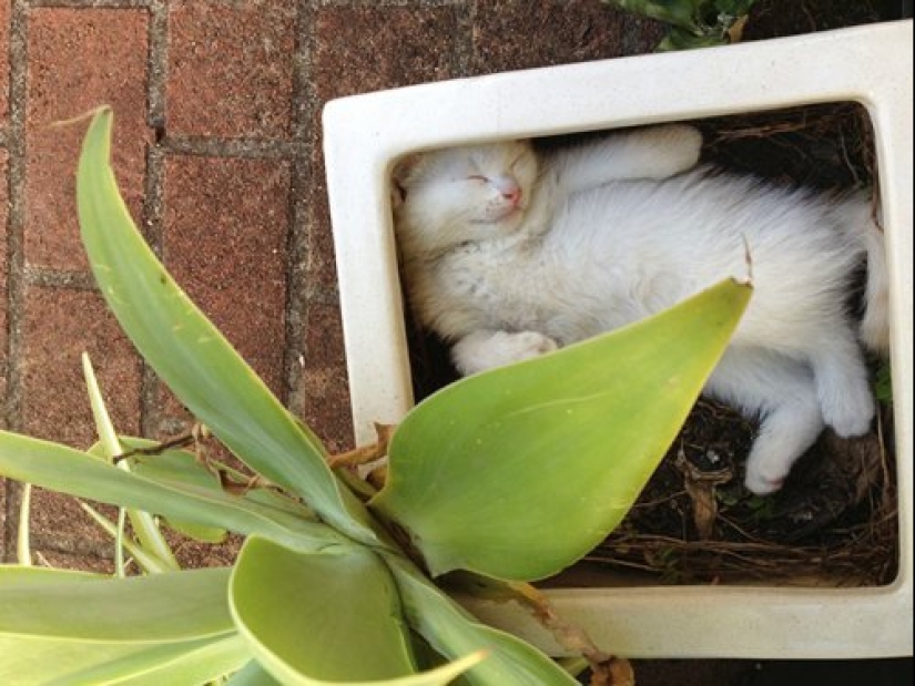 20 cat plants that require petting and eating 20 cat plants that require petting and eating