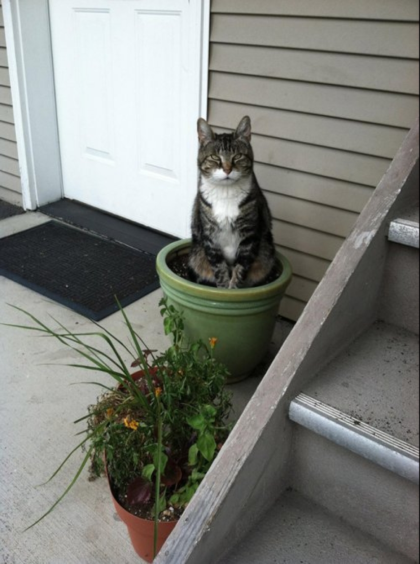 20 cat plants that require petting and eating 20 cat plants that require petting and eating