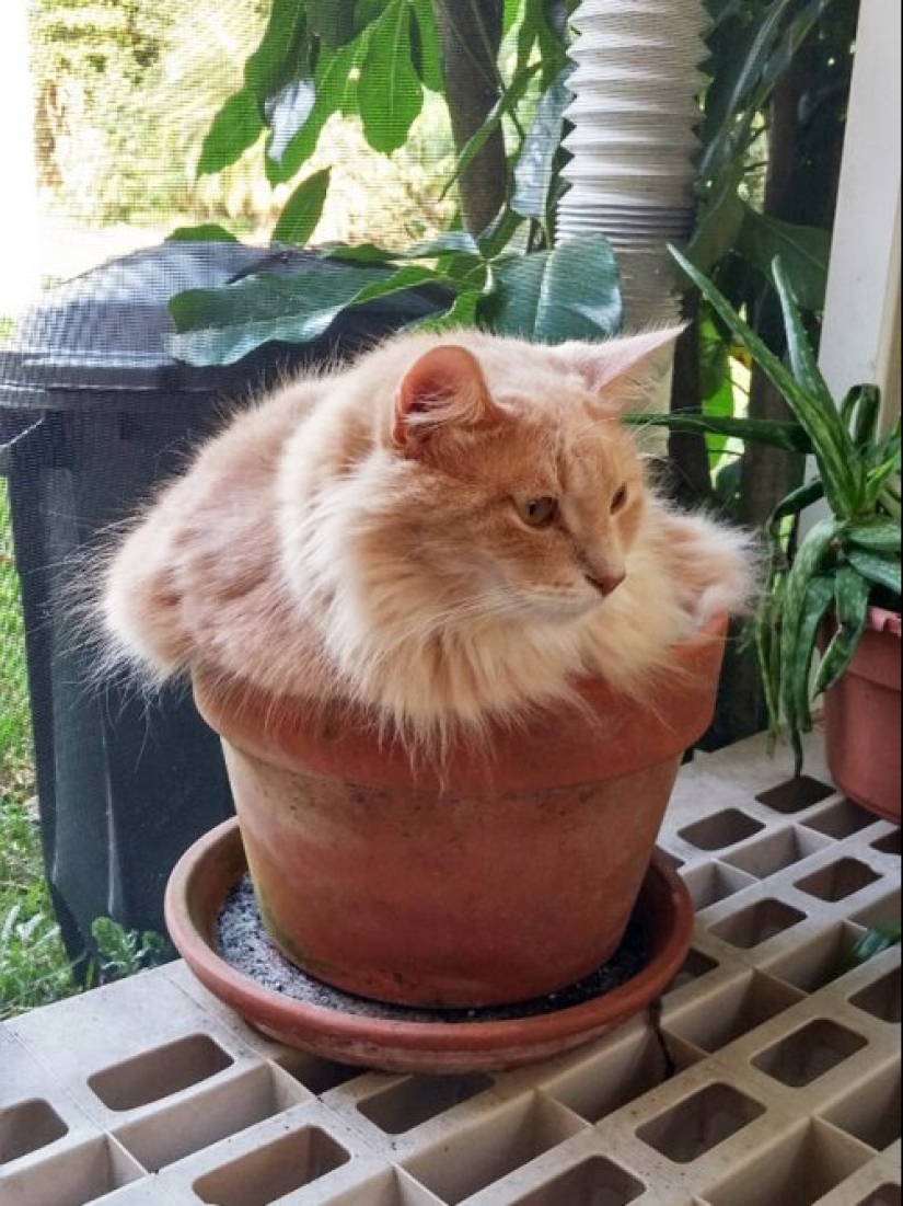 20 cat plants that require petting and eating 20 cat plants that require petting and eating