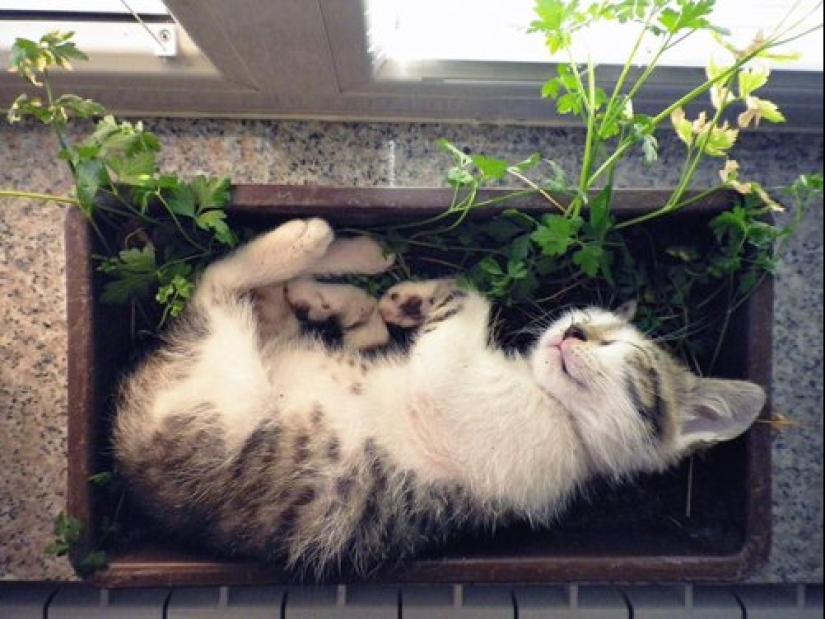 20 cat plants that require petting and eating 20 cat plants that require petting and eating