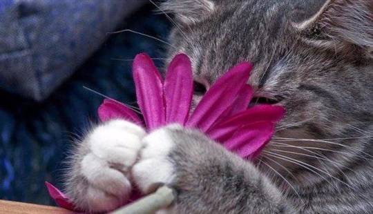 20 cat plants that require petting and eating