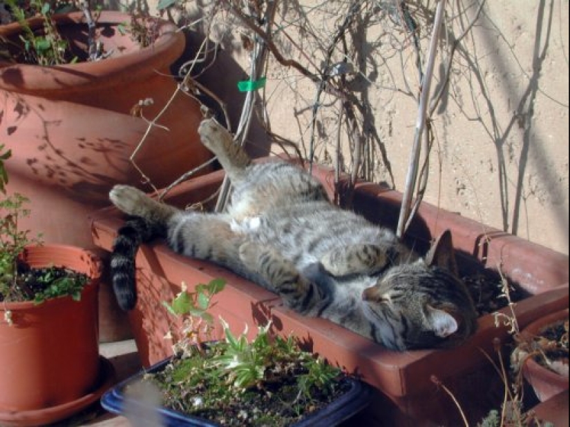 20 cat plants that require petting and eating 20 cat plants that require petting and eating