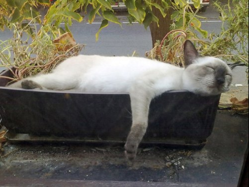 20 cat plants that require petting and eating 20 cat plants that require petting and eating