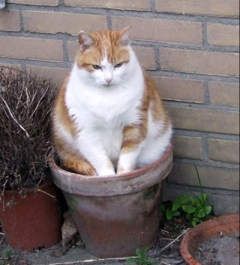 20 cat plants that require petting and eating 20 cat plants that require petting and eating