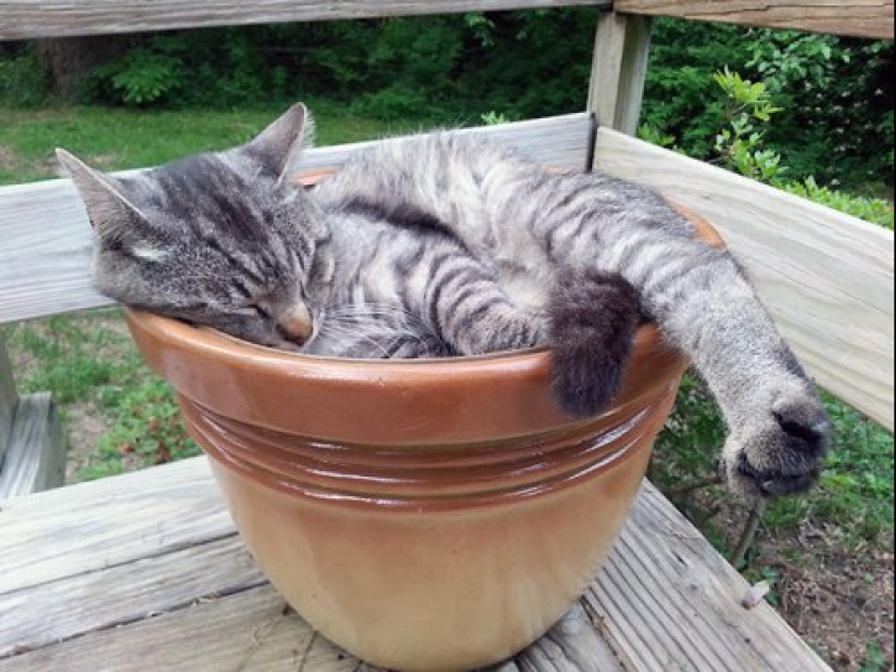 20 cat plants that require petting and eating 20 cat plants that require petting and eating