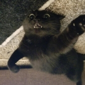 20 cats that either finally broke down, or were pumped to a new level