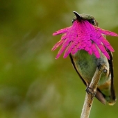 20 colibríes en primer plano-increíble belleza de pájaros diminutos