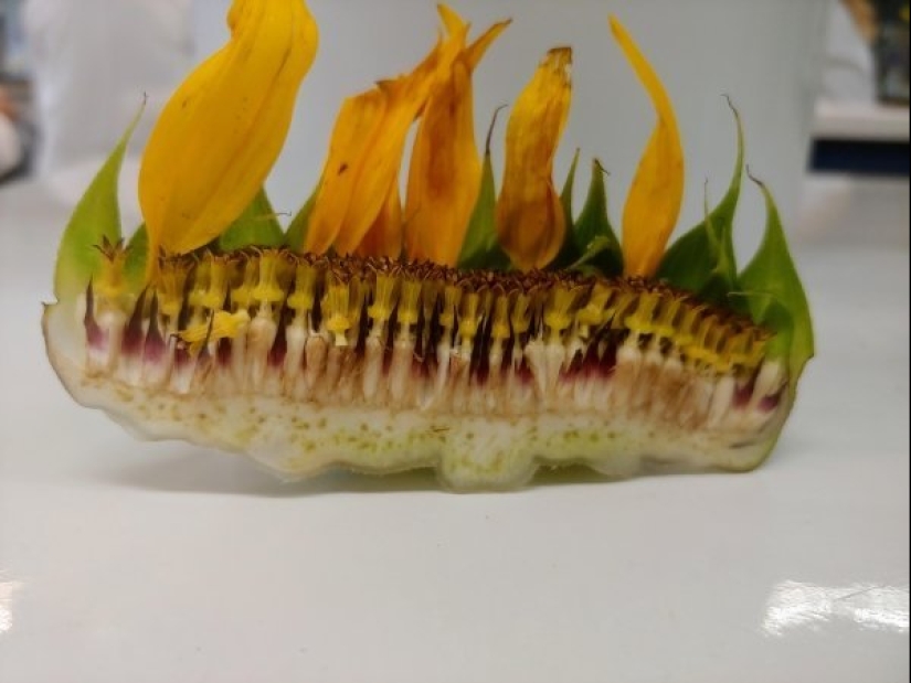 20 cosas aparentemente discretas que resultaron sorprendentemente hermosas por dentro 20 cosas aparentemente discretas que resultaron sorprendentemente hermosas por dentro