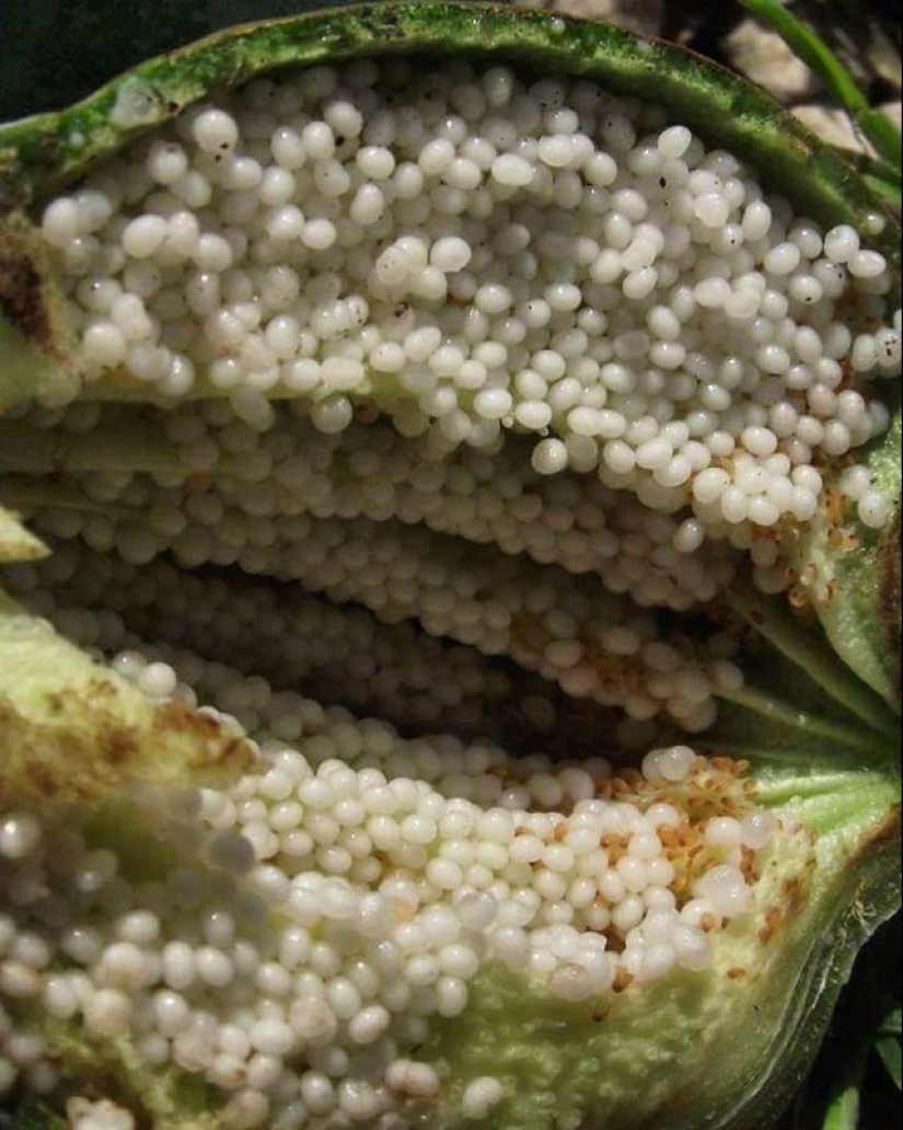 20 cosas aparentemente discretas que resultaron sorprendentemente hermosas por dentro 20 cosas aparentemente discretas que resultaron sorprendentemente hermosas por dentro