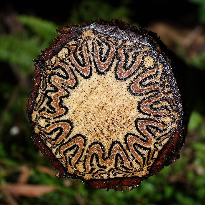 20 cosas aparentemente discretas que resultaron sorprendentemente hermosas por dentro 20 cosas aparentemente discretas que resultaron sorprendentemente hermosas por dentro