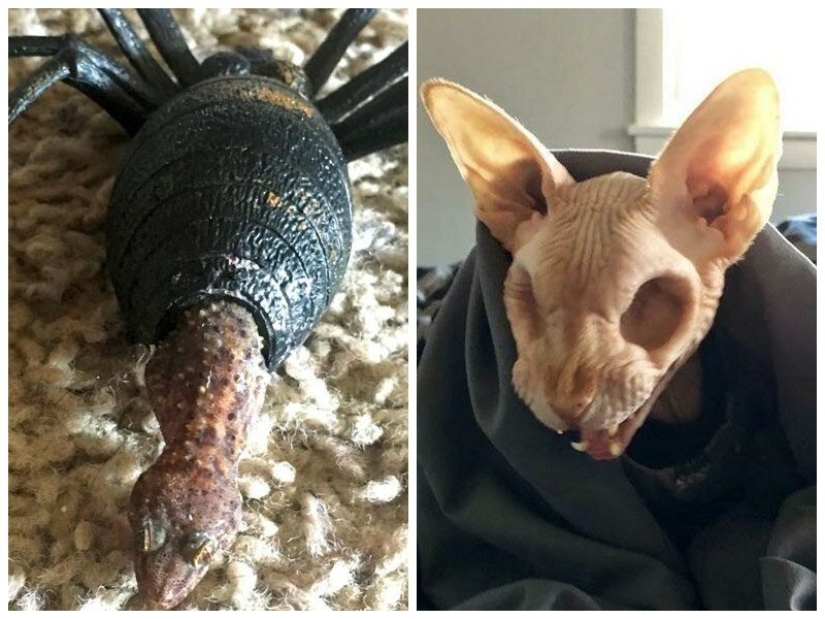 20 creaciones de la naturaleza que pueden causar horror incluso en una persona con una psique fuerte 20 creaciones de la naturaleza que pueden causar horror incluso en una persona con una psique fuerte