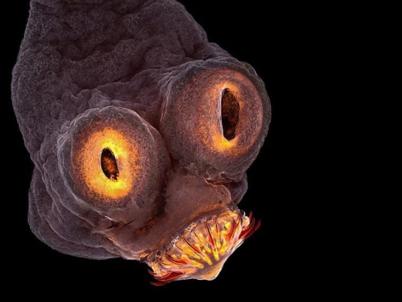 20 creaciones de la naturaleza que pueden causar horror incluso en una persona con una psique fuerte 20 creaciones de la naturaleza que pueden causar horror incluso en una persona con una psique fuerte