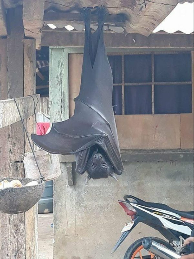 20 creaciones de la naturaleza que pueden causar horror incluso en una persona con una psique fuerte 20 creaciones de la naturaleza que pueden causar horror incluso en una persona con una psique fuerte