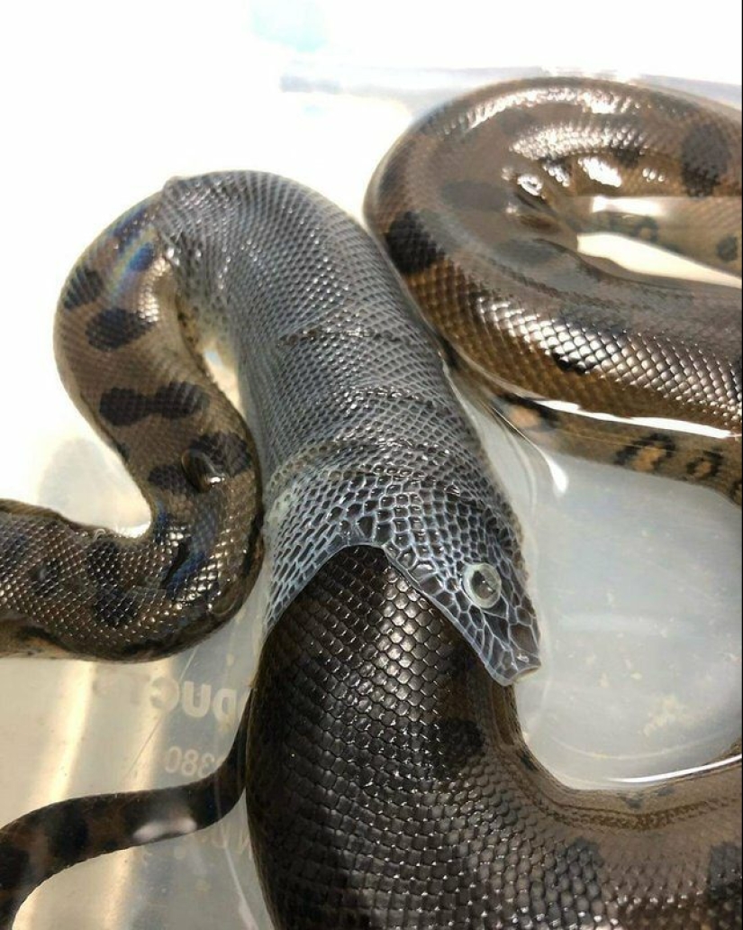 20 creaciones de la naturaleza que pueden causar horror incluso en una persona con una psique fuerte 20 creaciones de la naturaleza que pueden causar horror incluso en una persona con una psique fuerte