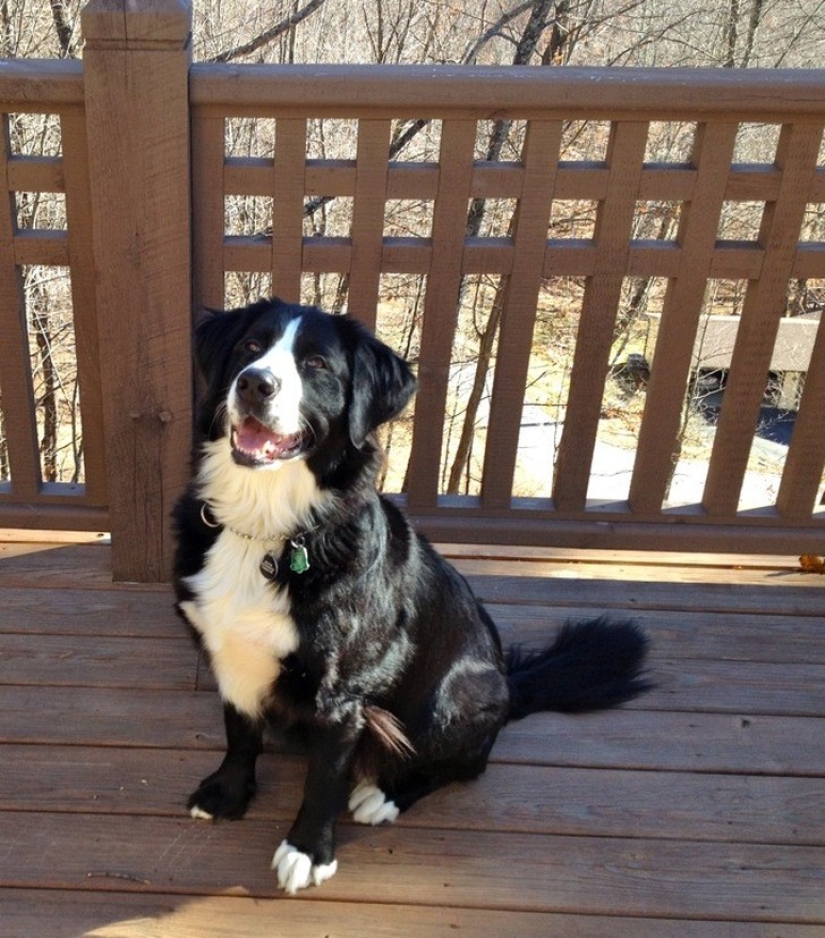 20 cute mestizo dogs that will make you fall in love with them! 20 cute mestizo dogs that will make you fall in love with them!