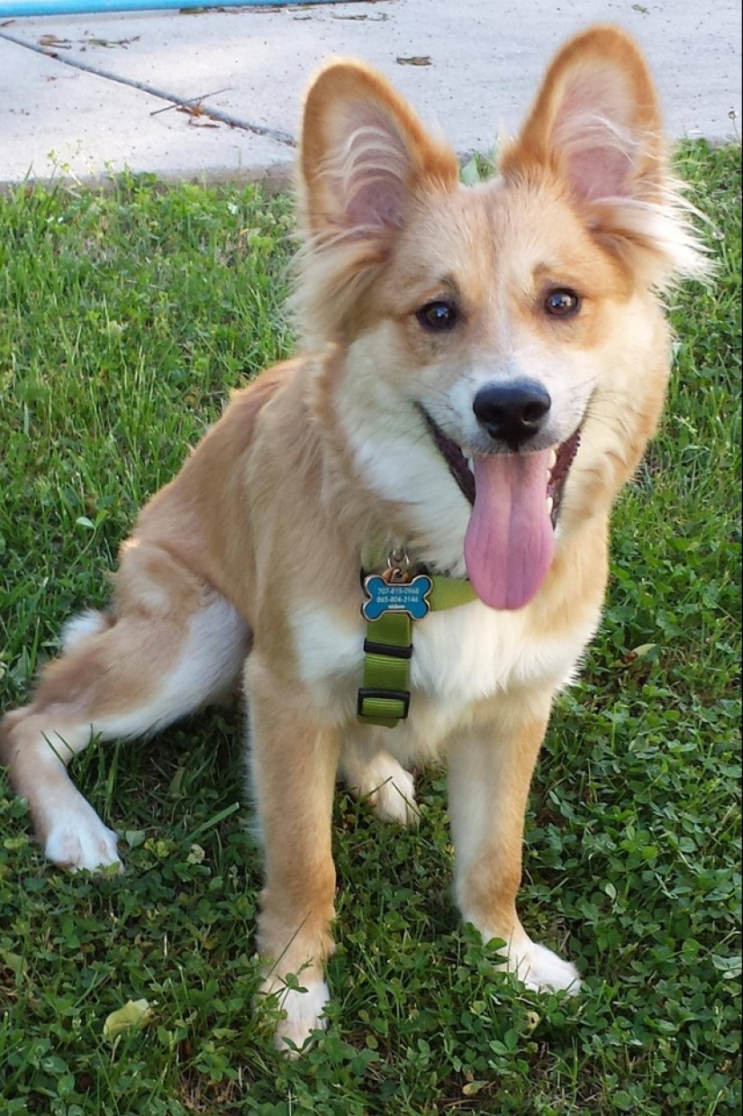 20 cute mestizo dogs that will make you fall in love with them! 20 cute mestizo dogs that will make you fall in love with them!