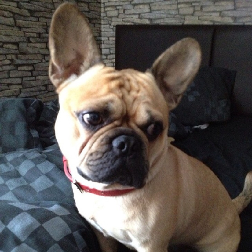 20 cute mestizo dogs that will make you fall in love with them! 20 cute mestizo dogs that will make you fall in love with them!