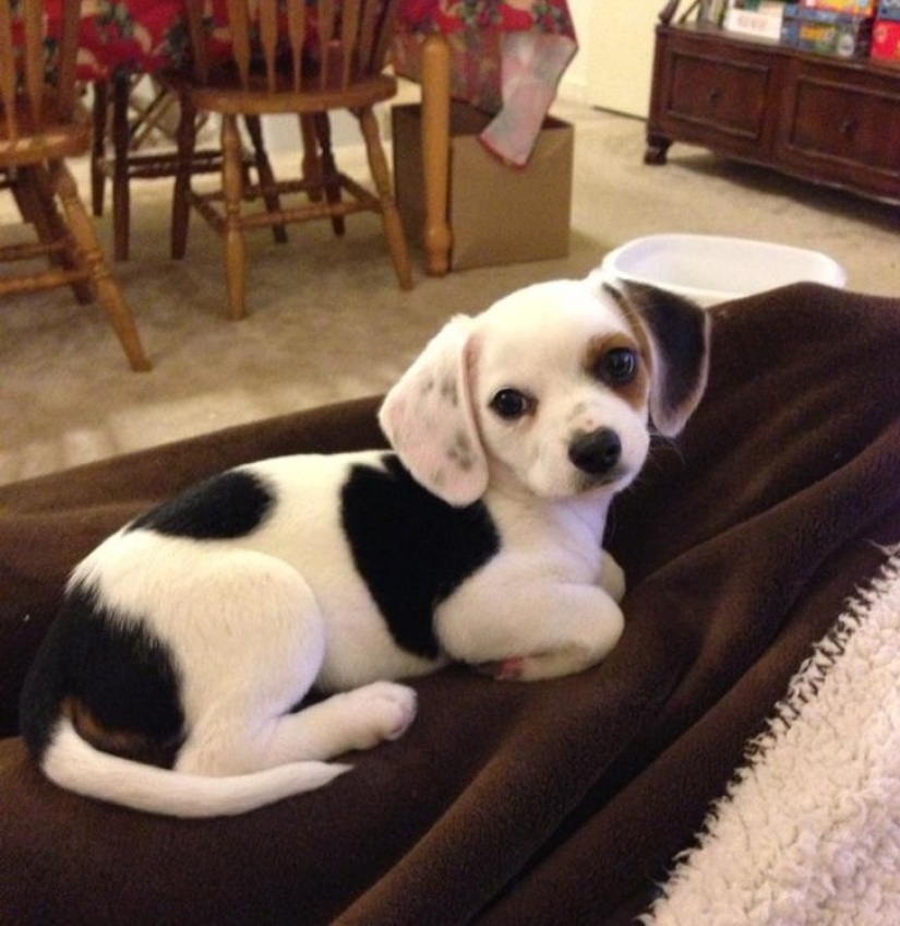 20 cute mestizo dogs that will make you fall in love with them! 20 cute mestizo dogs that will make you fall in love with them!