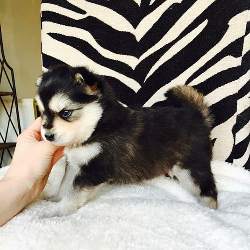 20 cute mestizo dogs that will make you fall in love with them! 20 cute mestizo dogs that will make you fall in love with them!