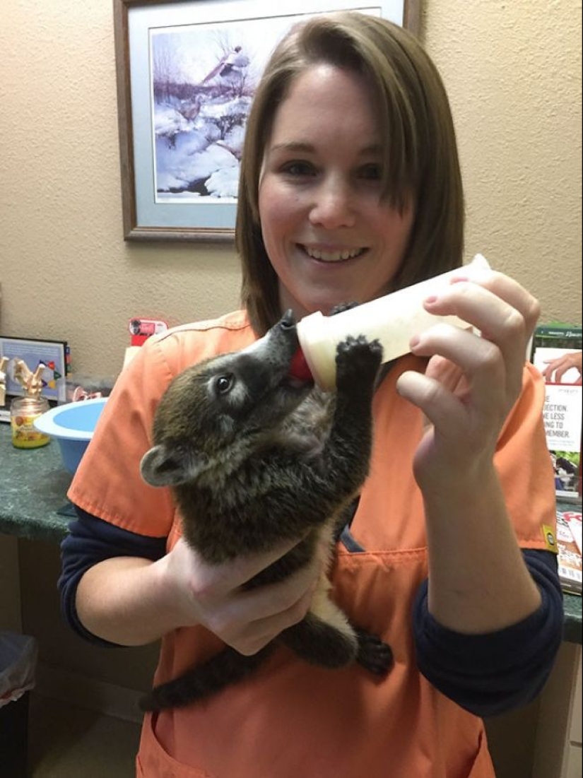 20 cute proofs that a veterinarian is a flying profession