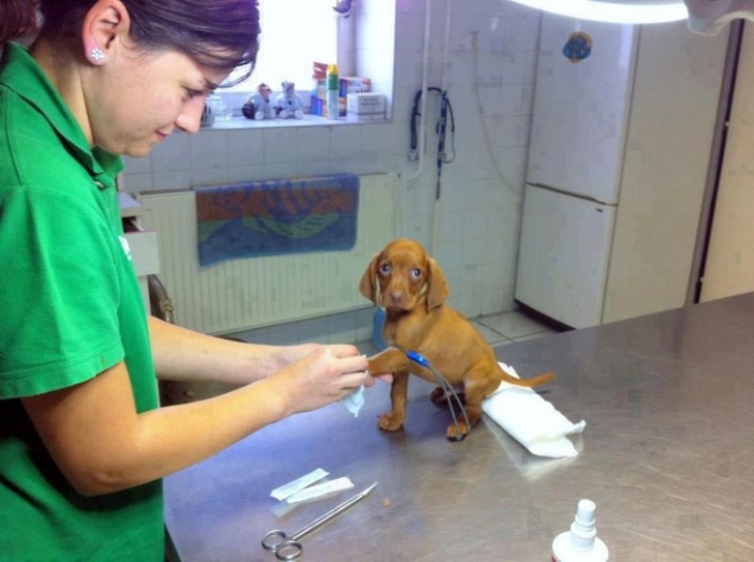 20 cute proofs that a veterinarian is a flying profession