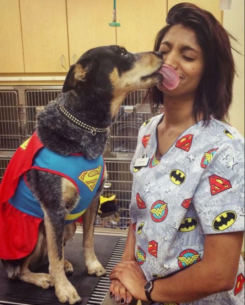 20 cute proofs that a veterinarian is a flying profession