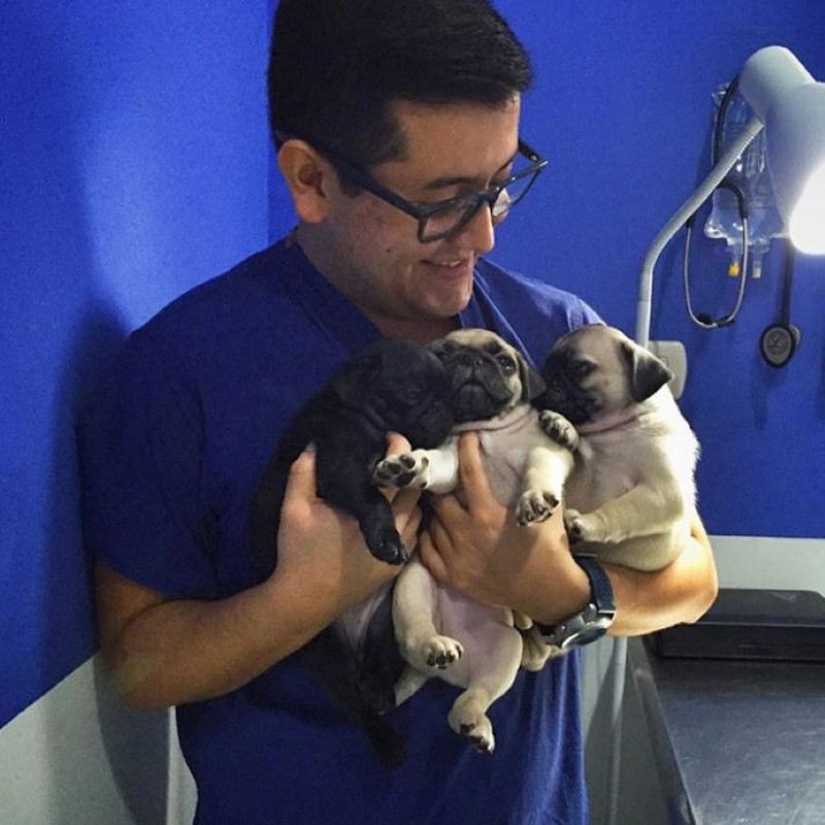 20 cute proofs that a veterinarian is a flying profession