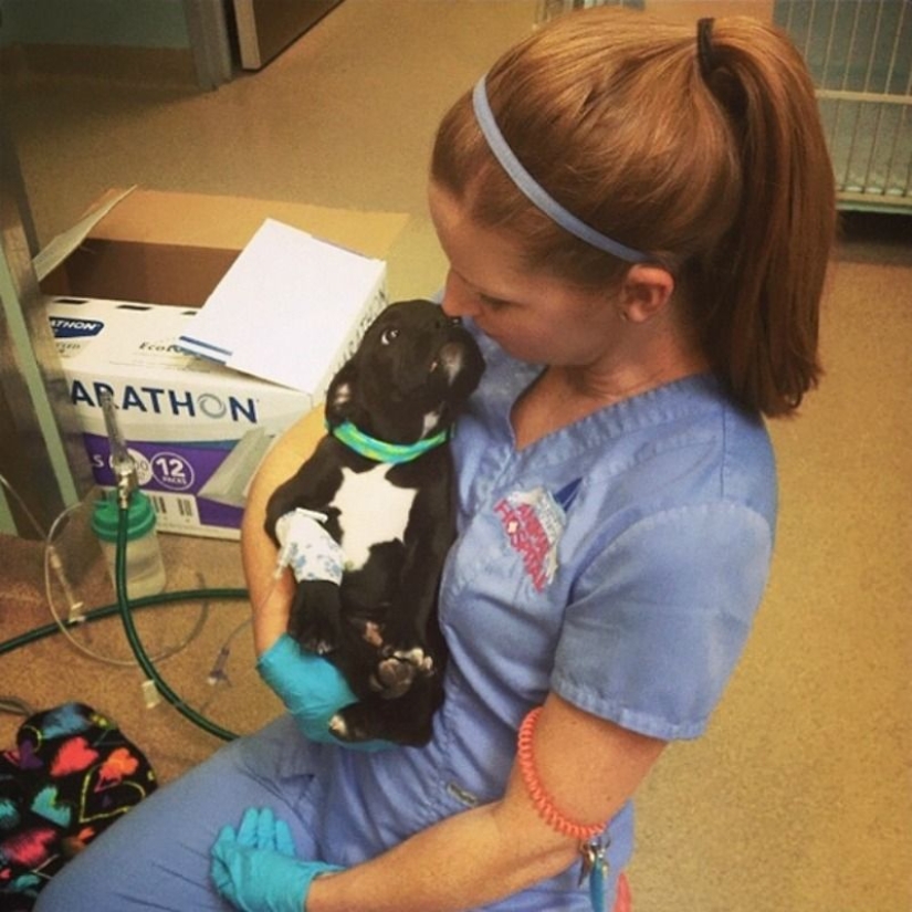 20 cute proofs that a veterinarian is a flying profession