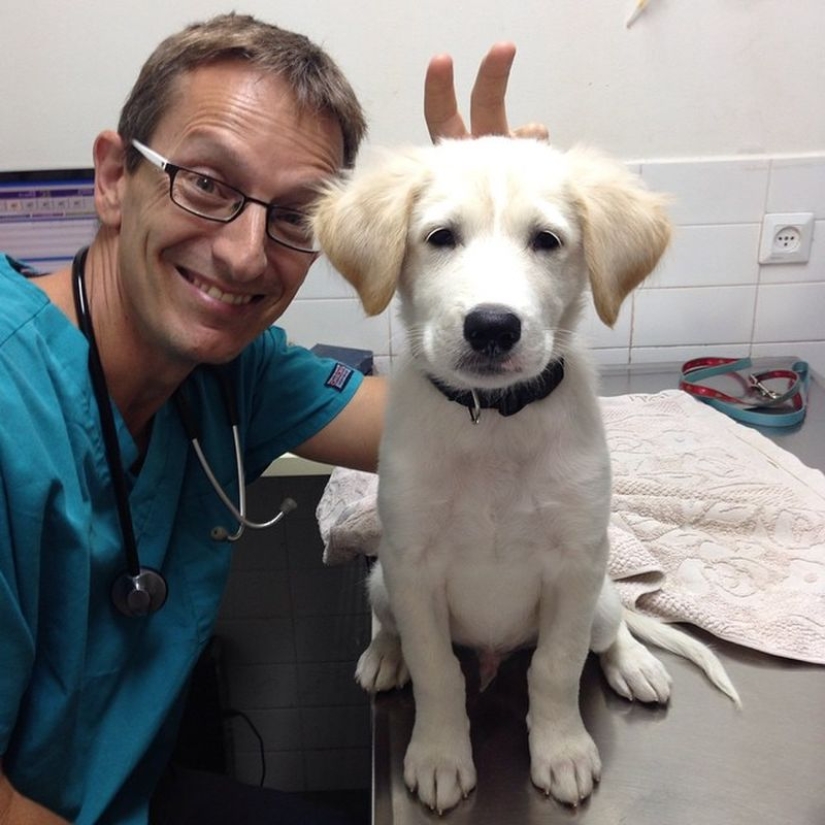 20 cute proofs that a veterinarian is a flying profession