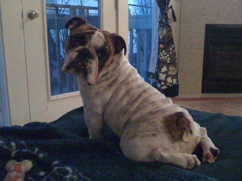 20 divertidos animalitos que se creen muy sexys