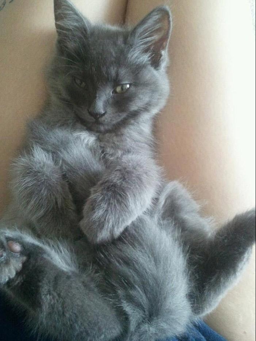 20 divertidos animalitos que se creen muy sexys