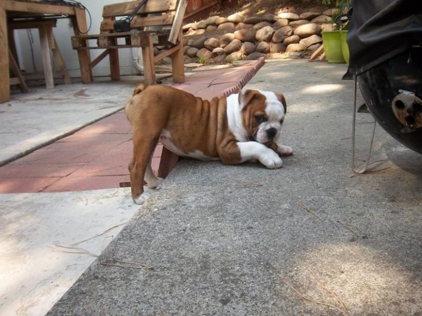 20 divertidos animalitos que se creen muy sexys