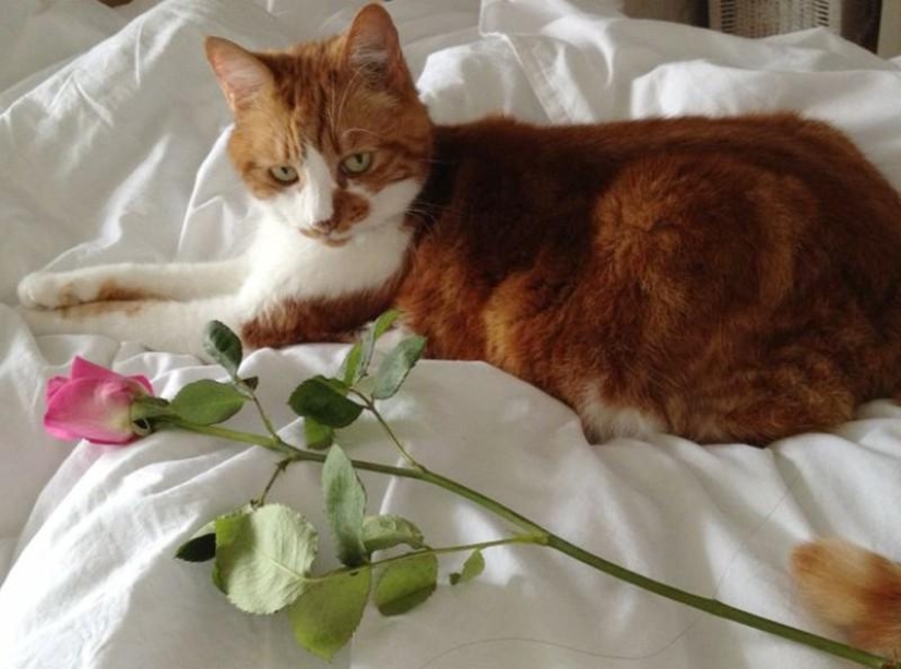 20 divertidos animalitos que se creen muy sexys